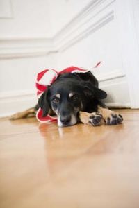 How to Avoid Pet Scratches on Your Wood Flooring